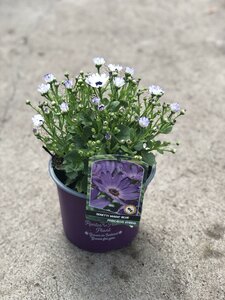 SENETTI MAGIC BLUE