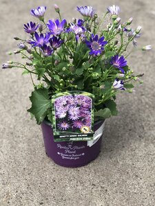 SENETTI MAGIC SALMON