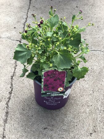 SENETTI MAGENTA