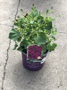 SENETTI MAGENTA