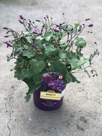 SENETTI PINK BICOLOR