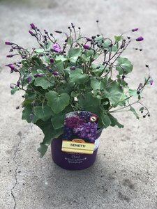 SENETTI PINK BICOLOR