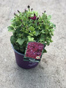 SENETTI RED