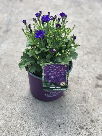 SENETTI VIOLET