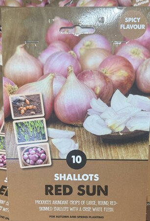 SHALLOTS RED SUN