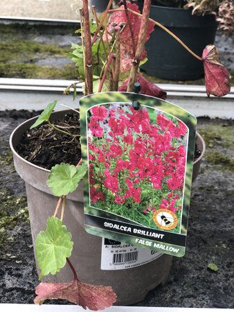 SIDALCEA BRILLIANT