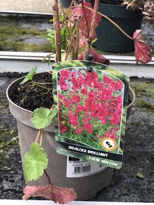 SIDALCEA BRILLIANT
