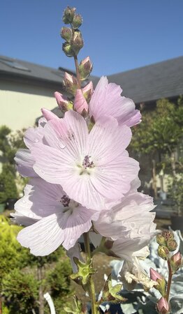 Sidalcea 'Little Princess' - image 1