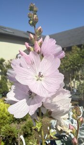 Sidalcea 'Little Princess'