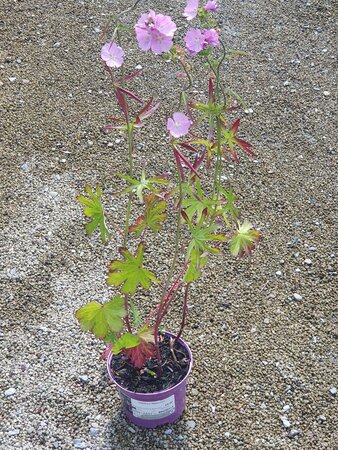 Sidalcea 'Shimmer'