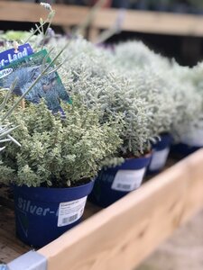 Silverland® mix - image 5
