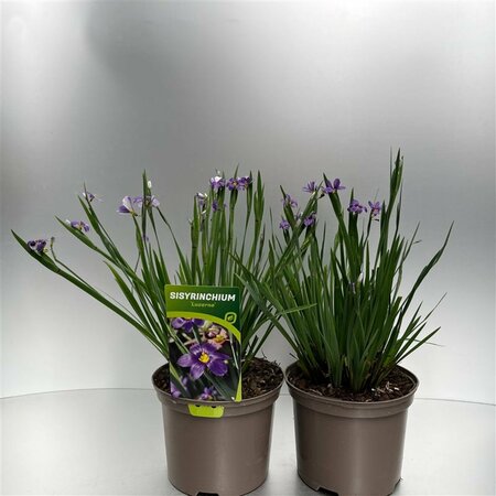 Sisyrinchium 'Lucerne'  2 Ltr pot