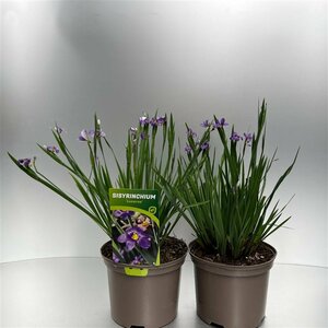 Sisyrinchium 'Lucerne'  2 Ltr pot