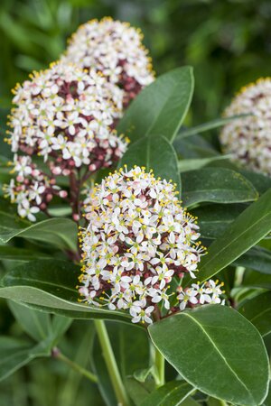 SKIMMIA J. SNOW WHITE