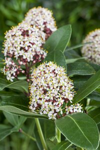 SKIMMIA J. SNOW WHITE