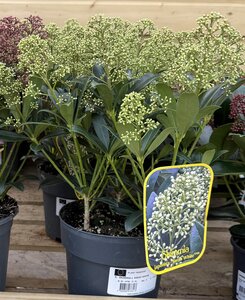 SKIMMIA J. SNOW WHITE
