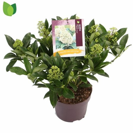 Skimmia jap. 'Fragrant Cloud'