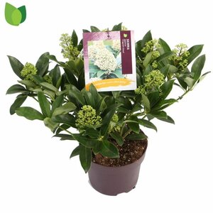 Skimmia jap. 'Fragrant Cloud'