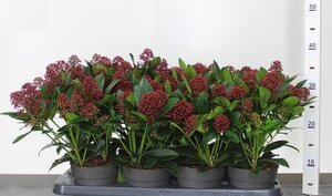 Skimmia jap. 'Rubella'