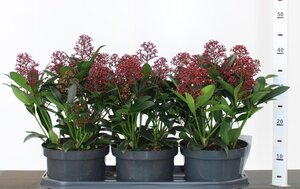 Skimmia jap. 'Rubella'