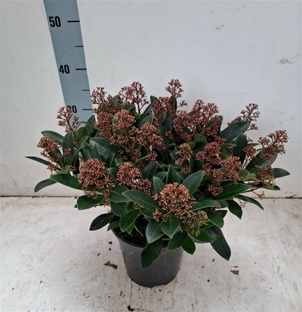 Skimmia jap. 'Rubella' 20+ flwr.