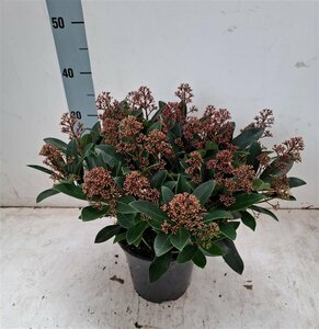Skimmia jap. 'Rubella' 20+ flwr.