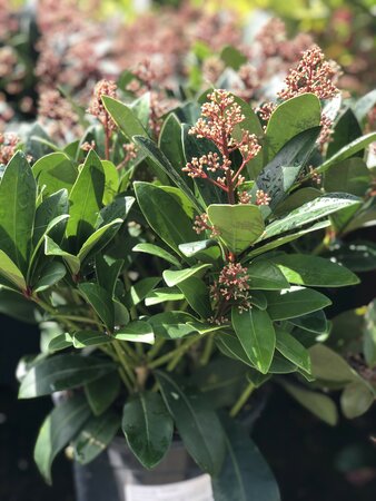 Skimmia jap. 'Rubella'