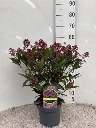 Skimmia jap. 'Rubella'  C2