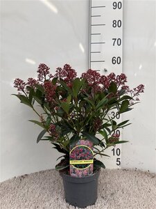 Skimmia jap. 'Rubella'  C2