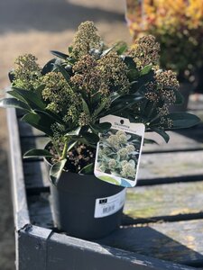 SKIMMIA JAPONICA FRAGRANT CLOUD