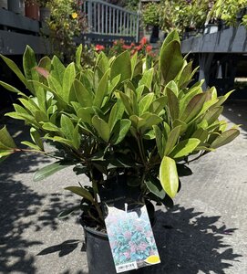 Skimmia japonica 'Rubella'