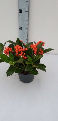 Skimmia O'Berry  4/6 bunch
