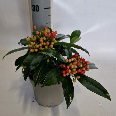 Skimmia reevesiana