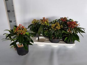 Skimmia reevesiana