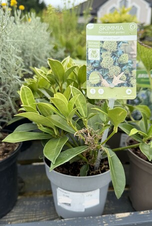 Skimmia White Dwarf