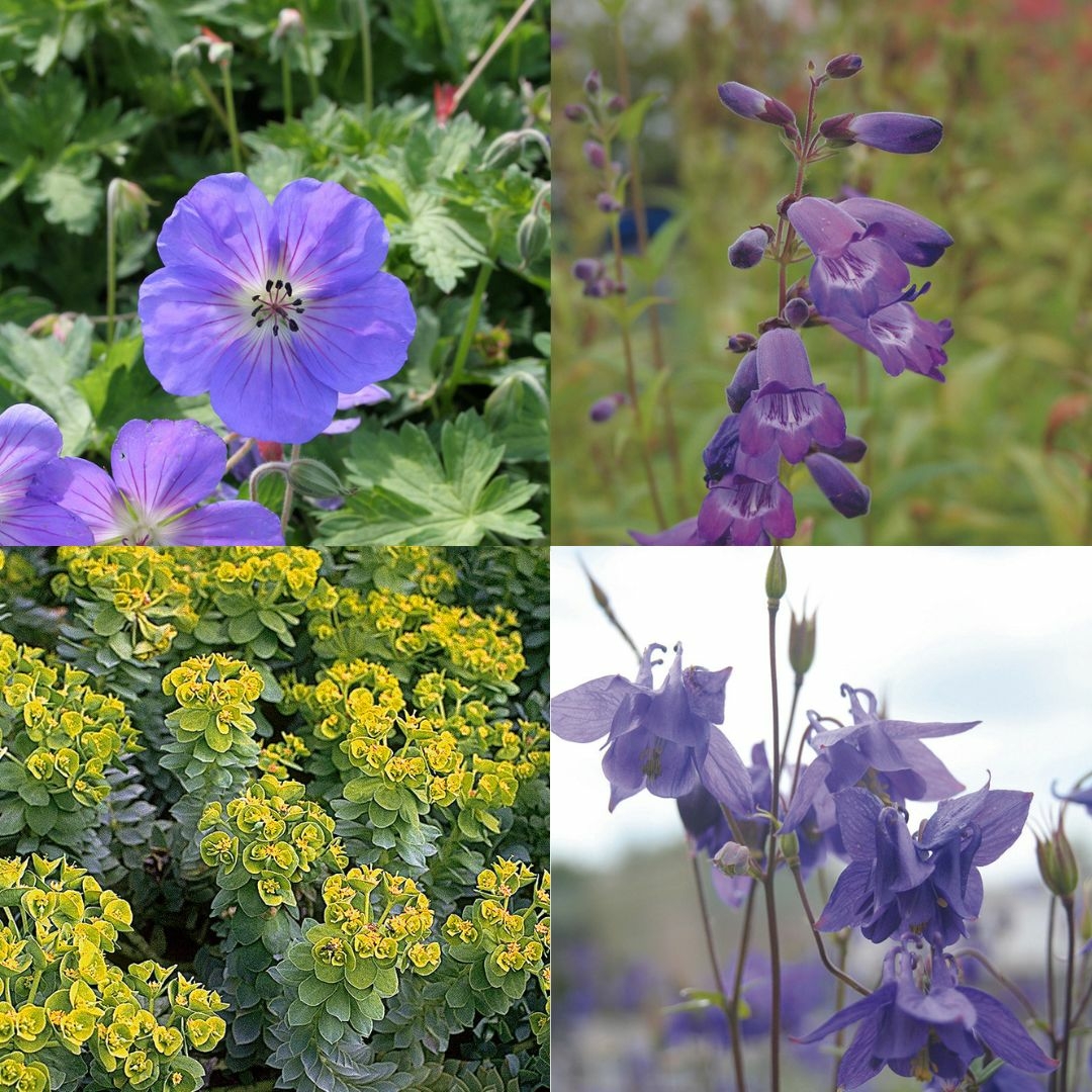 Slug resistant plant combination D and M Garden Centre