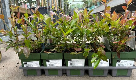 SOFT FRUIT IN VARIETIES 10/Tray - image 2