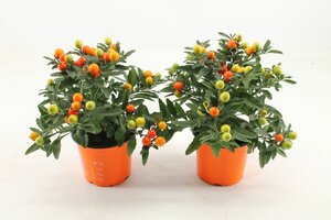 Solanum pseudocapsicum