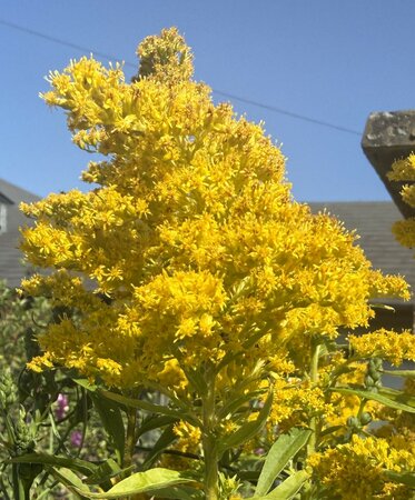 Solidago can. 'Goldkind' - image 1