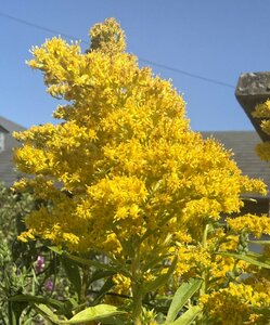 Solidago can. 'Goldkind' - image 1