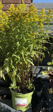 Solidago can. 'Goldkind' - image 2