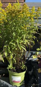Solidago can. 'Goldkind' - image 2