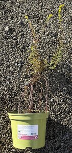 Solidago 'Strahlenkrone'