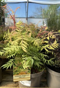 SORBARIA S. PINK HOPI