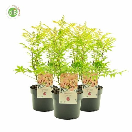 Sorbaria sorbifolia 'Sem'  3 Ltr pot