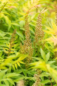 SORBARIA SORBIFOLIA SEM (RP)