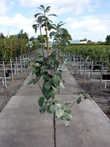 SORBUS ARIA LUTESCENS