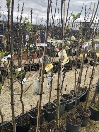 SORBUS AUCUPARIA