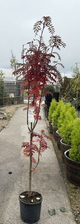 SORBUS AUTUMN SPIRE - image 2