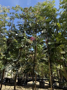 SORBUS NOVEMBER PINK